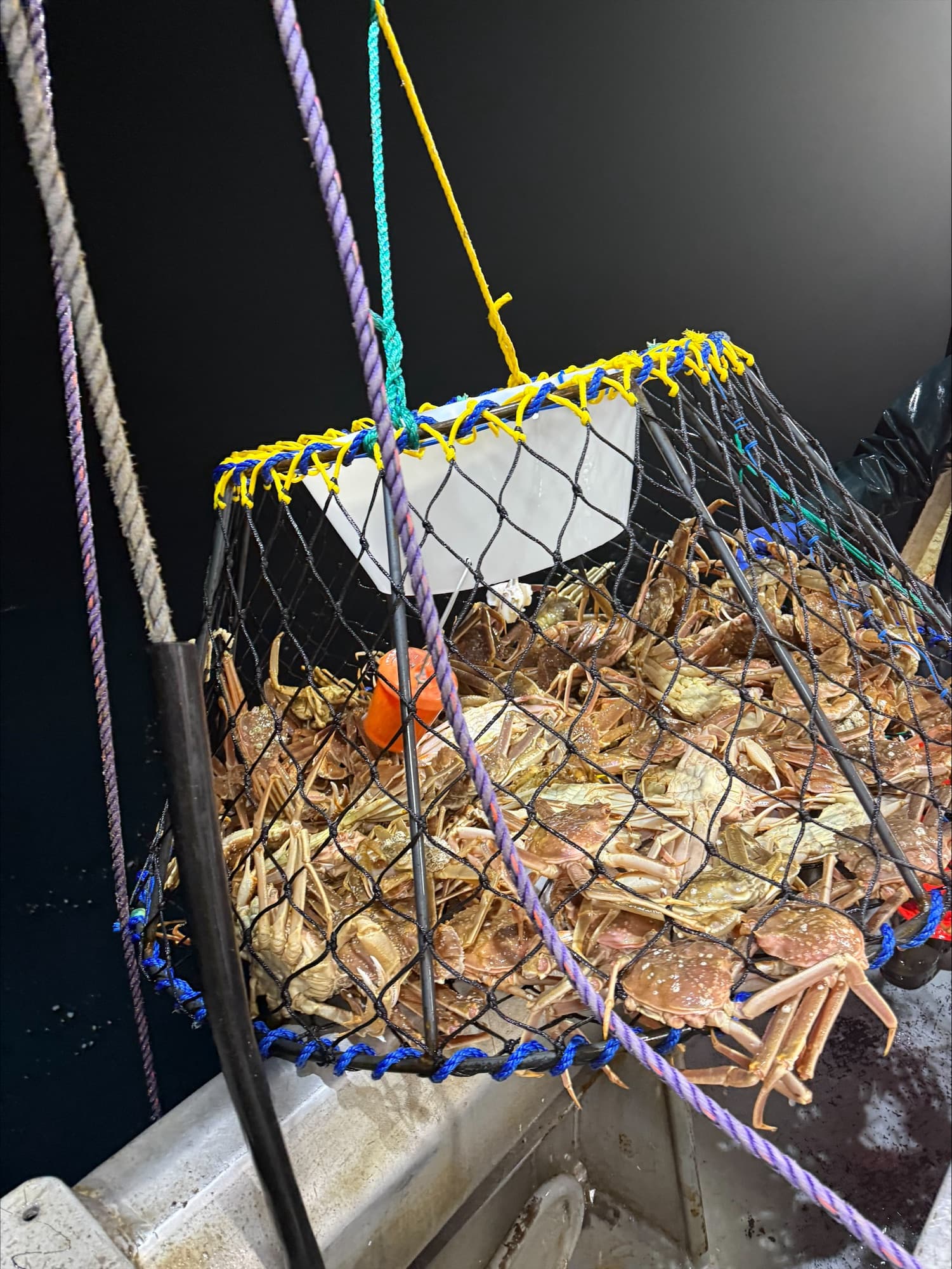 A crab pot built in the shop being hauled aboard at sea, full of crab