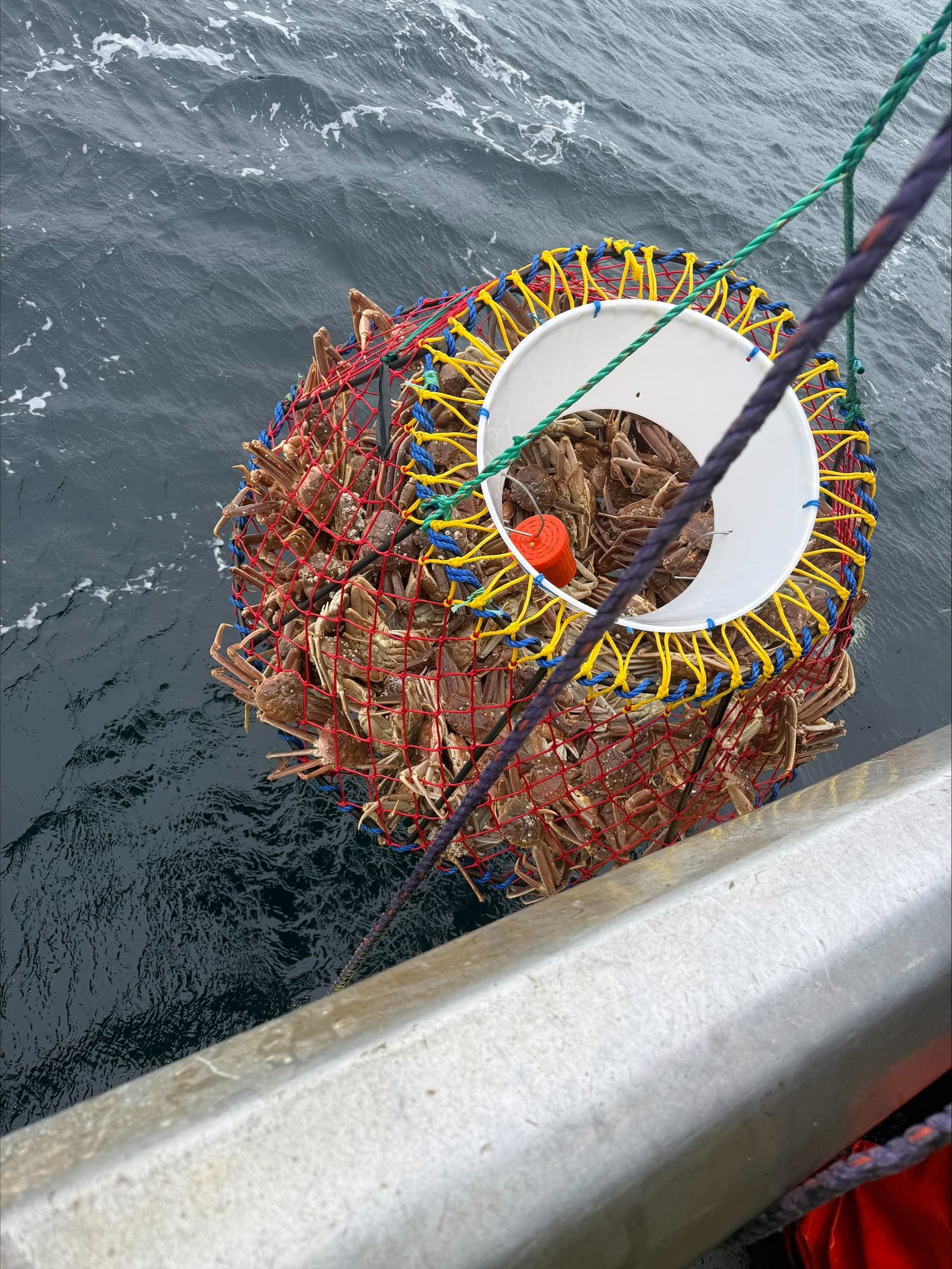 A pot built in the shop being hauled aboard at sea, full of crab